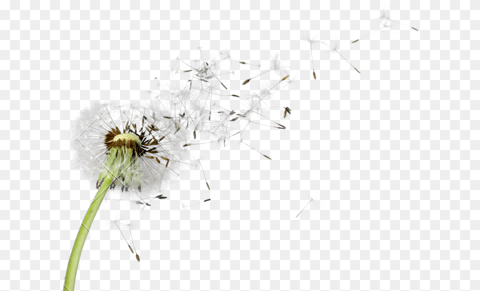 Dandelion Hd Dandelion Flower, Plant, Animal, Invertebrate, Spider Png Image