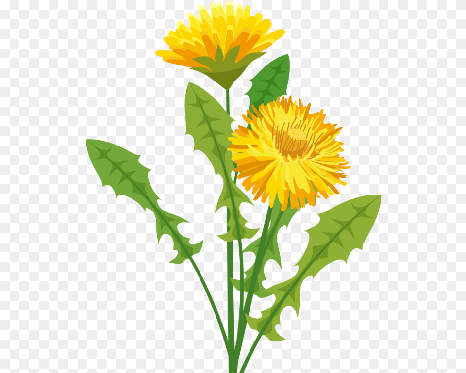 Dandelion Herbalist Pissenlit, Flower, Plant, Animal, Bird Png Image