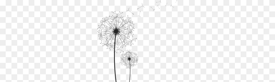 Dandelion Flower, Plant, Blackboard Png Image