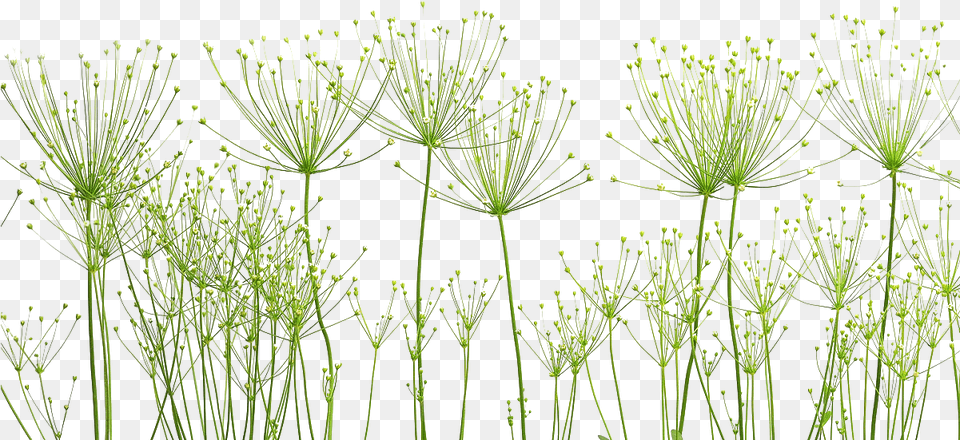 Dandelion Arts, Food, Seasoning, Dill, Plant Png Image