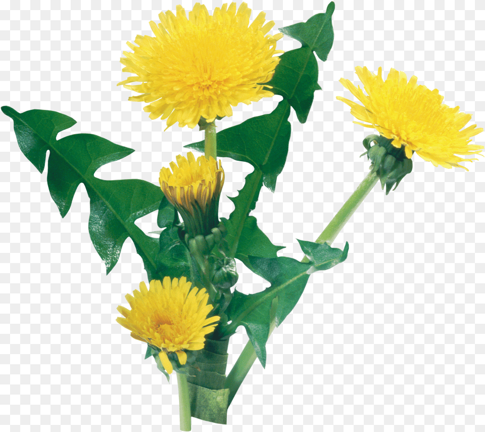 Dandelion Image For Yellow Dandelion, Flower, Plant Png