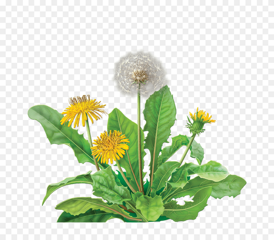 Dandelion Images Are To Dandelion, Flower, Plant, Leaf Png Image