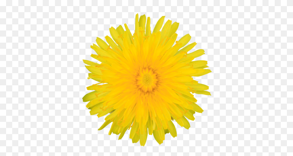 Dandelion Images Transparent, Flower, Plant Png