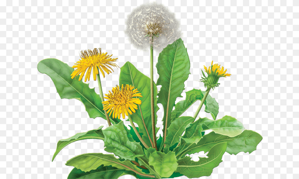 Dandelion Images Transparent Dandelion, Flower, Plant, Leaf Free Png