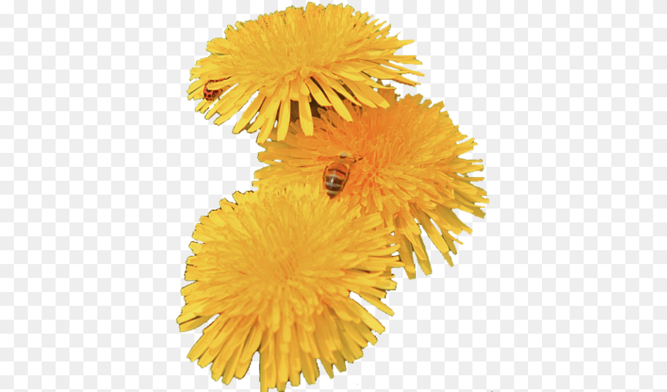 Dandelion Images Transparent Dandelion Flower, Plant, Animal, Bee, Honey Bee Free Png Download