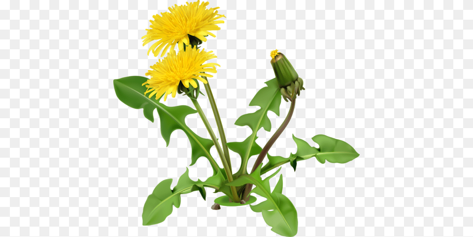 Dandelion Images Transparent Free Download, Flower, Plant Png Image