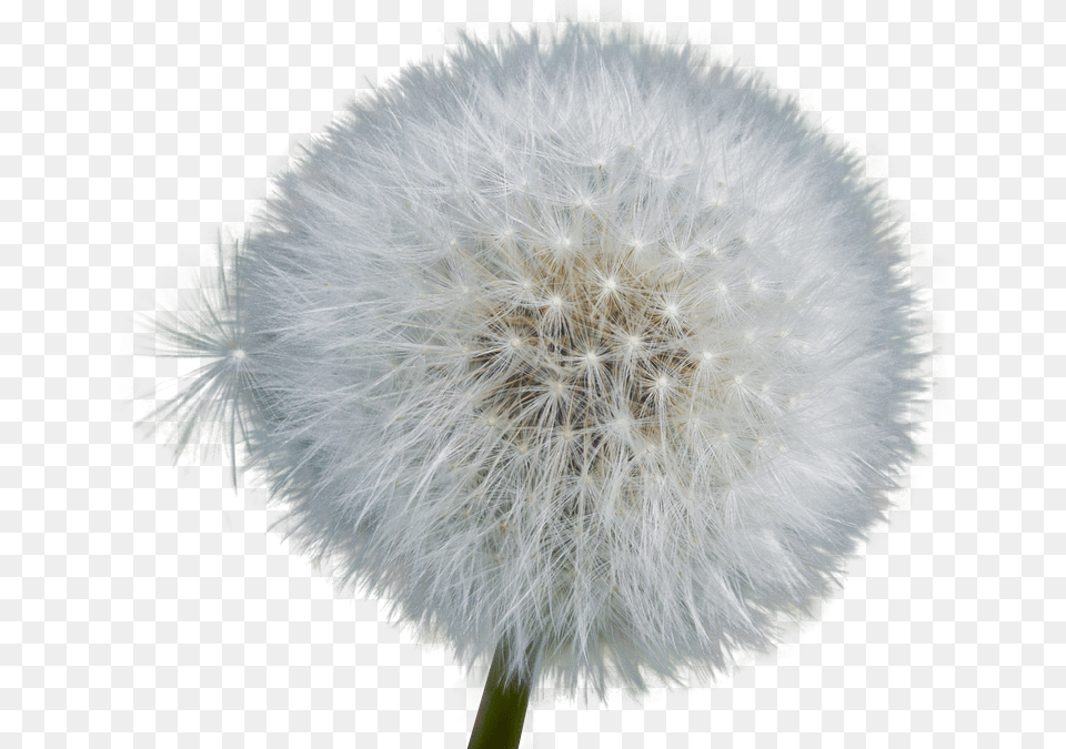 Dandelion Isolated Seeds Close Up Nature Flower Dandelion Photo No Background, Plant Free Png Download