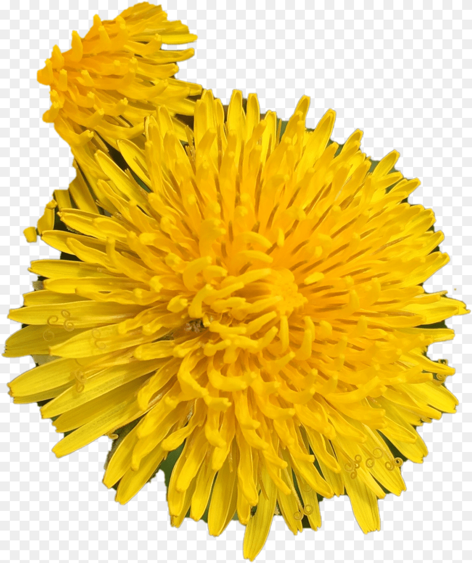 Dandelion No Background Play Dandelion, Flower, Plant Free Png Download