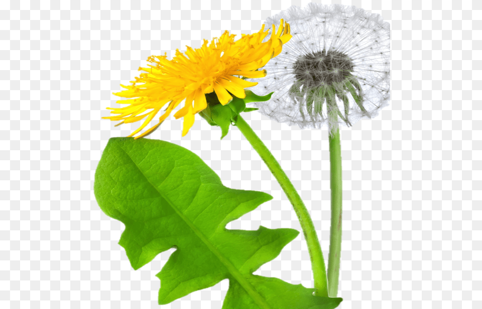 Dandelion Oduvanchik, Flower, Plant Png Image