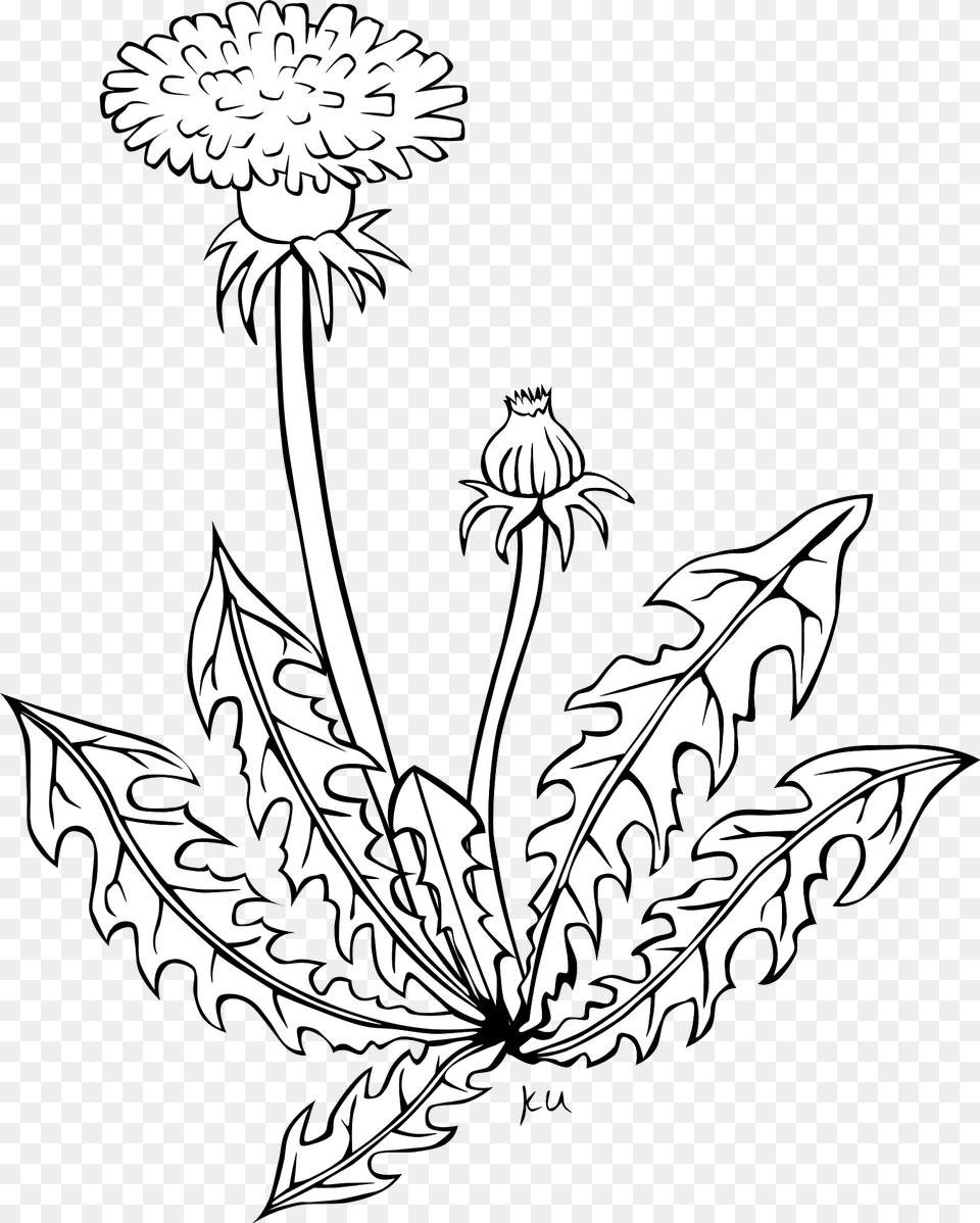 Dandelion On The Stem Black And White Clipart, Flower, Plant, Daisy, Art Free Transparent Png
