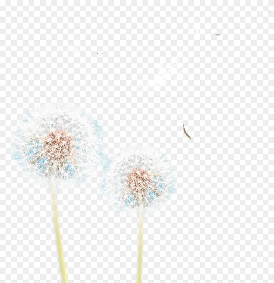 Dandelion Pic, Flower, Plant, Adult, Female Free Transparent Png