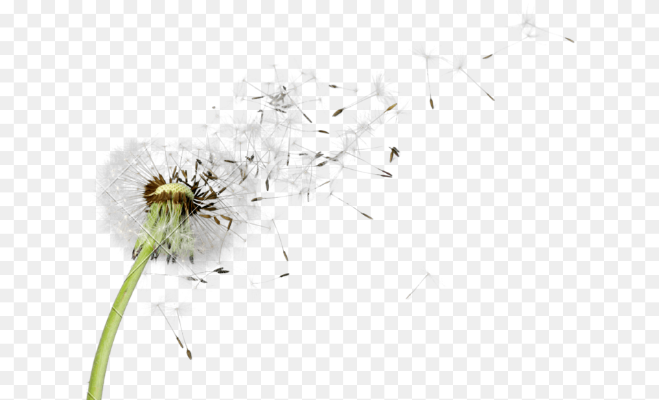 Dandelion Picture Transparent Dandelion Flower, Plant, Animal, Invertebrate, Spider Free Png Download