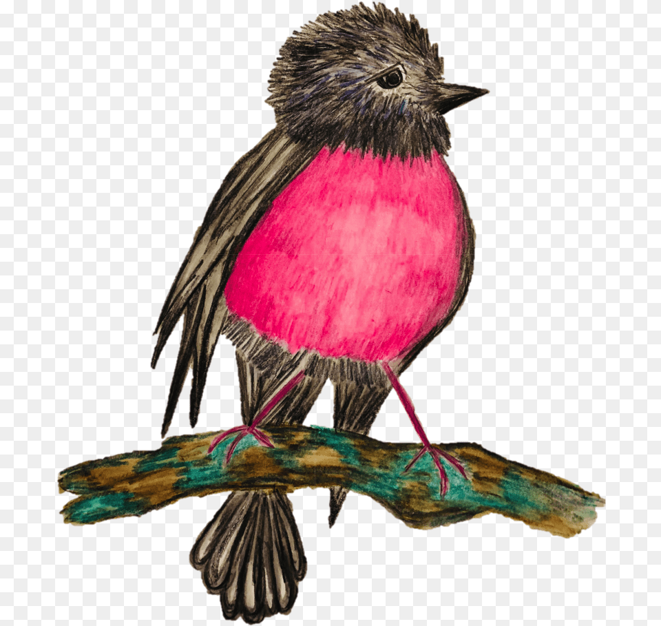 Dandelion Pink Robin Hand Drawn By Ashleigh Cotterill American Rosefinches, Animal, Bird, Finch, Beak Png