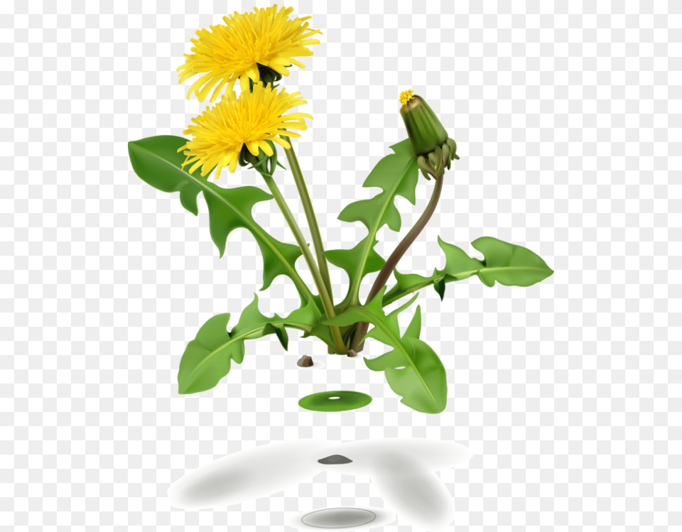 Dandelion Plant, Flower Png Image
