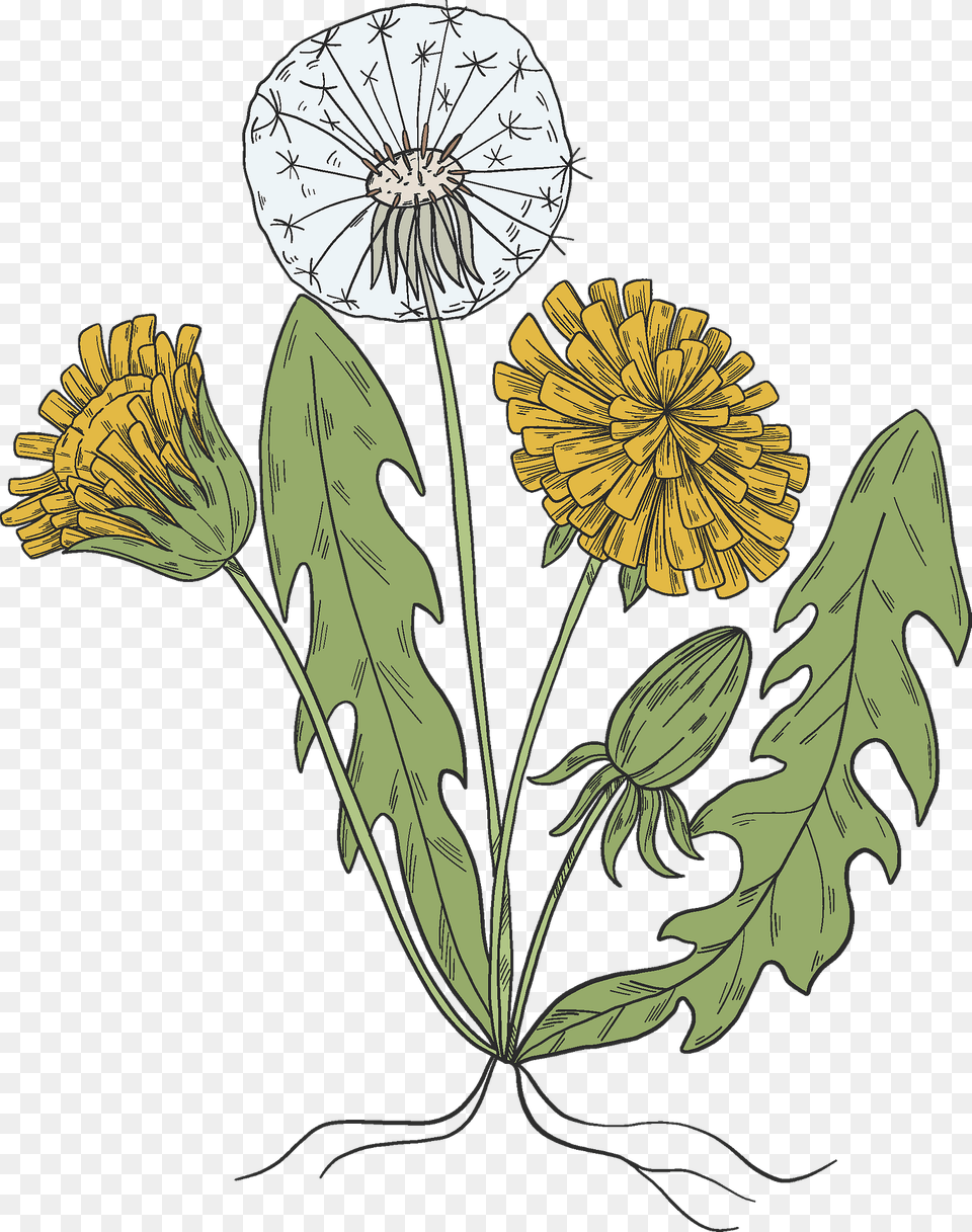 Dandelion Plant Clipart, Flower, Art Free Png Download