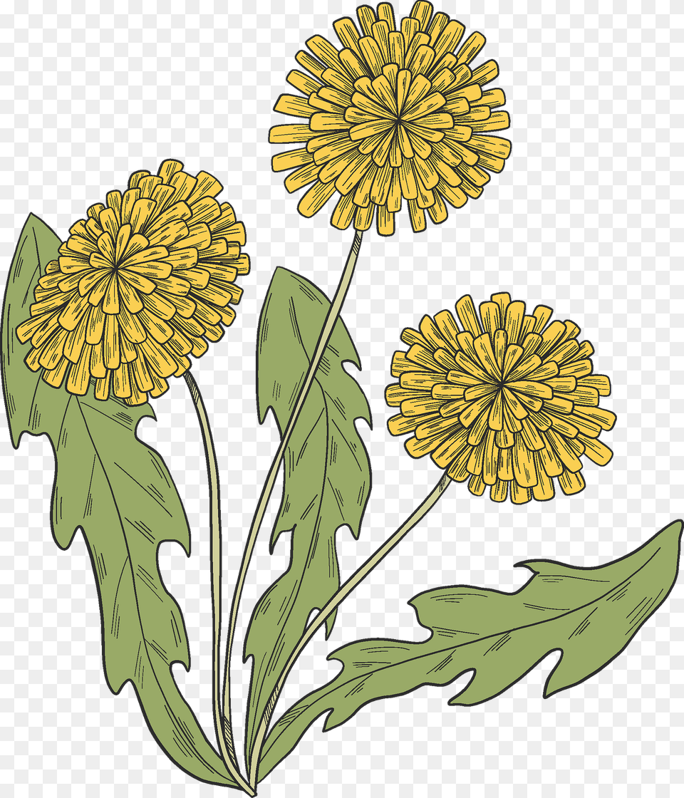 Dandelion Plant Clipart, Flower Png