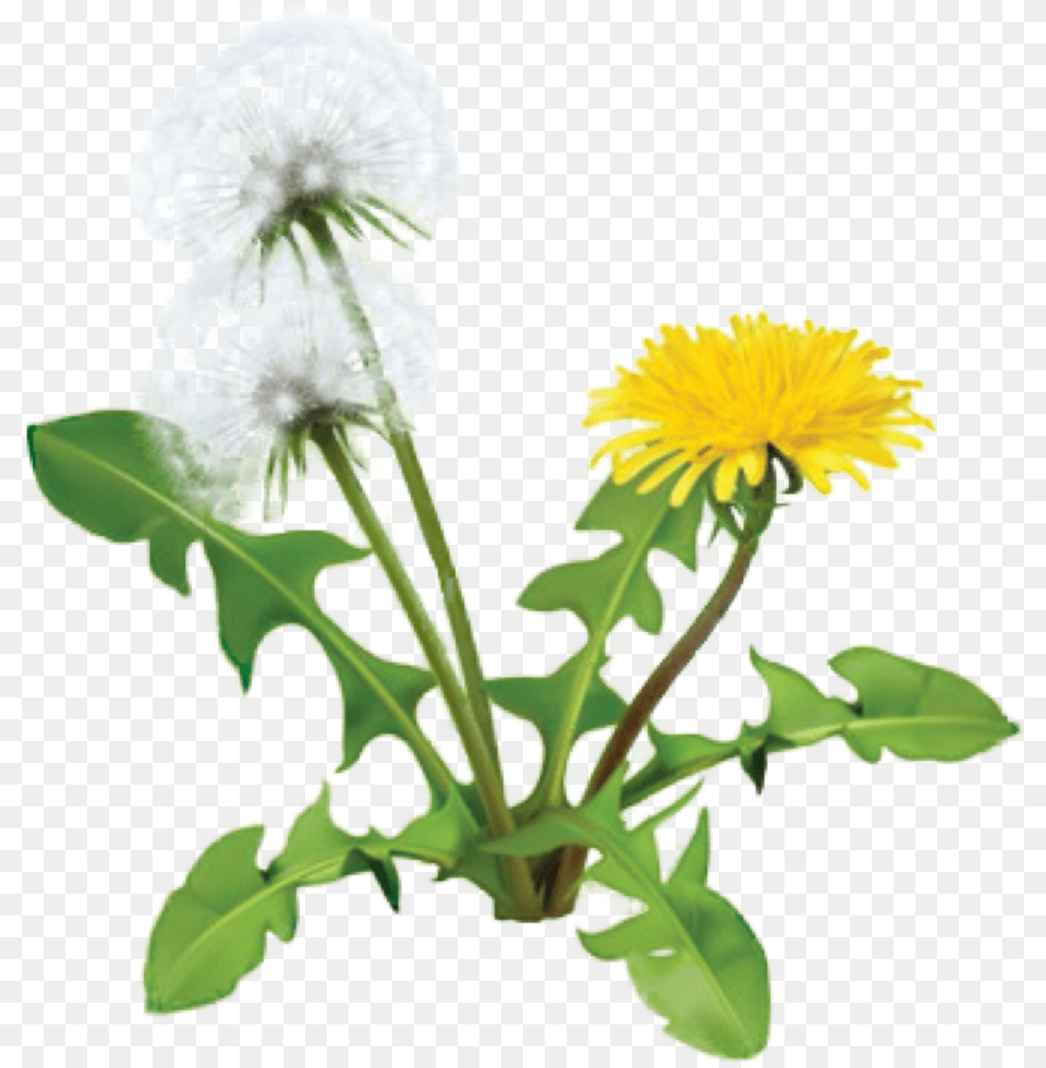 Dandelion Plant Dandelion Herbs, Flower Free Transparent Png