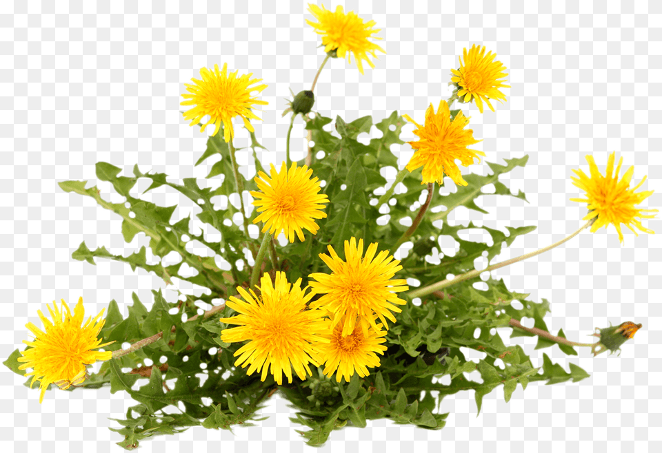 Dandelion Plant On White Background, Flower, Daisy Png