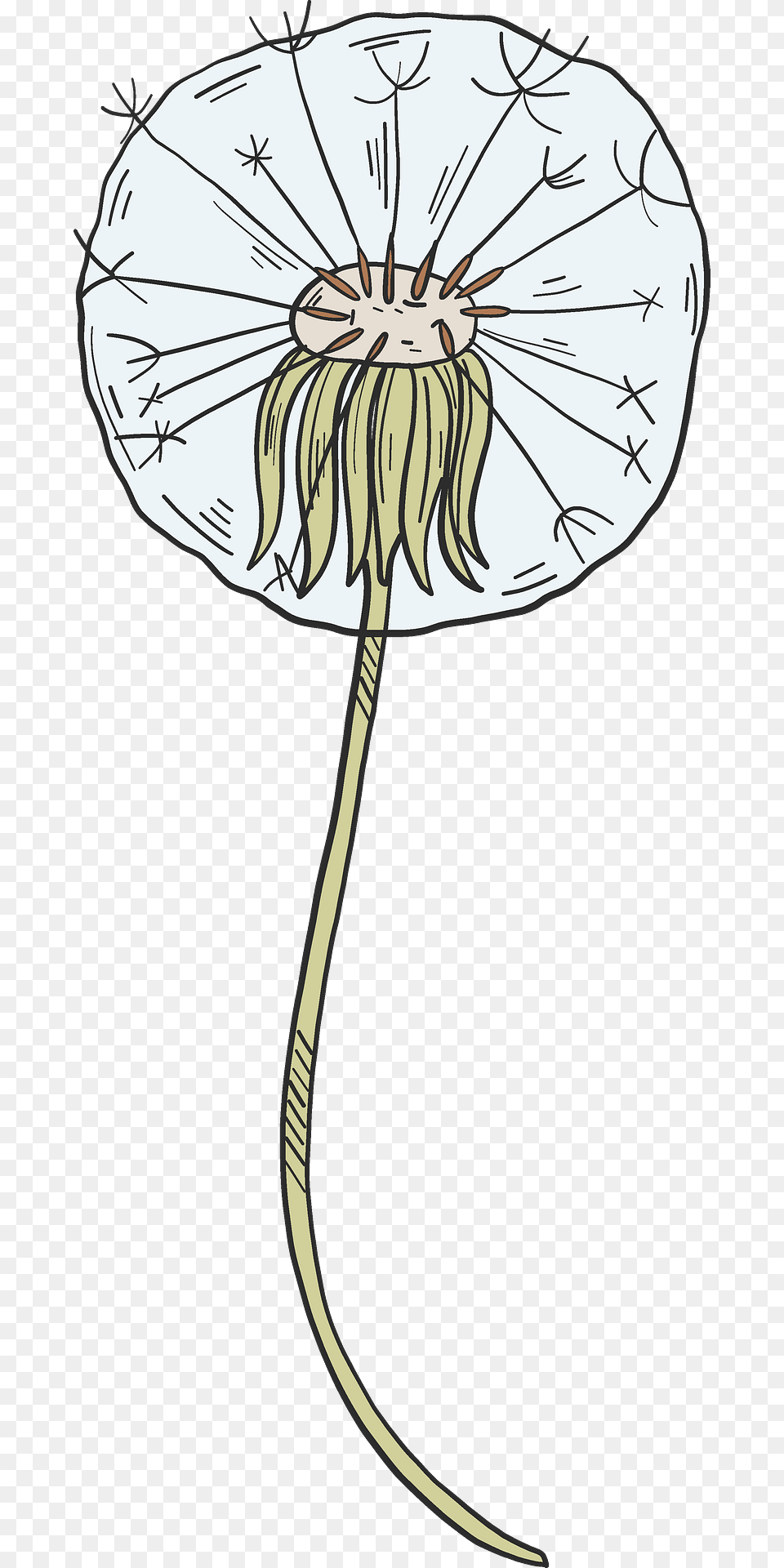 Dandelion Puff Clipart, Flower, Plant Png Image