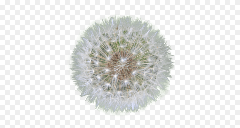 Dandelion Seed, Flower, Plant Free Png Download
