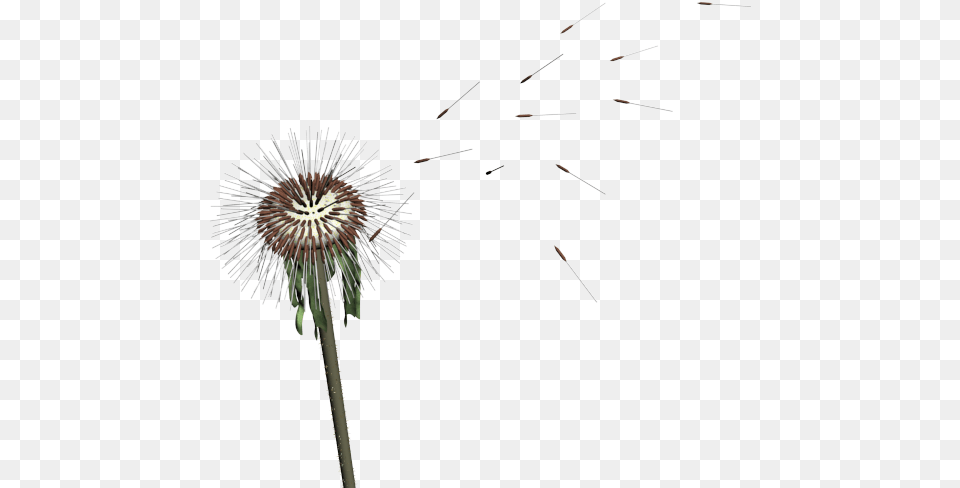 Dandelion Seed Dandelion Mmd, Flower, Plant, Fireworks Free Png