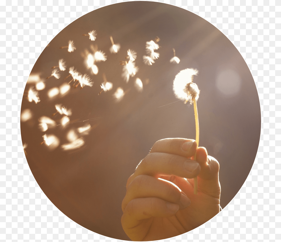 Dandelion Seed Head Querido Corazon Ni Toda Batalla, Body Part, Finger, Flower, Hand Png