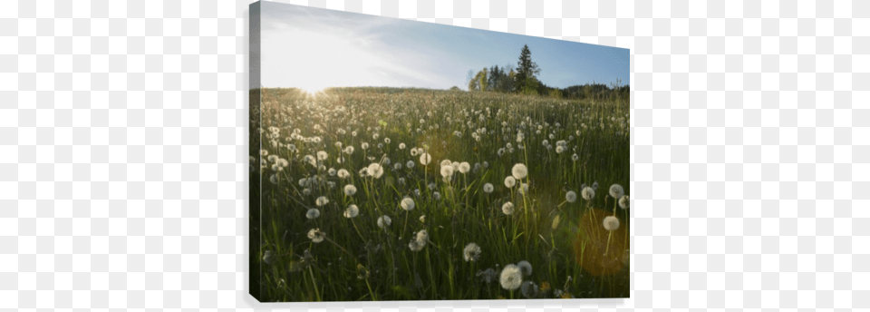 Dandelion Seed Heads In A Field With Blue Sky Pincushion Flower, Grassland, Plant, Nature, Outdoors Png