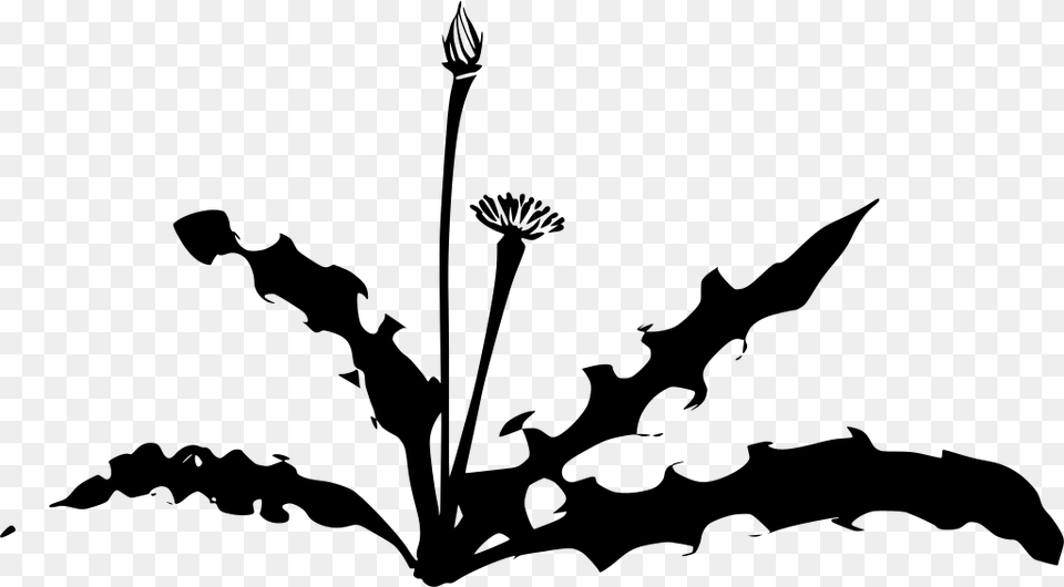 Dandelion Silhouette, Gray Png Image