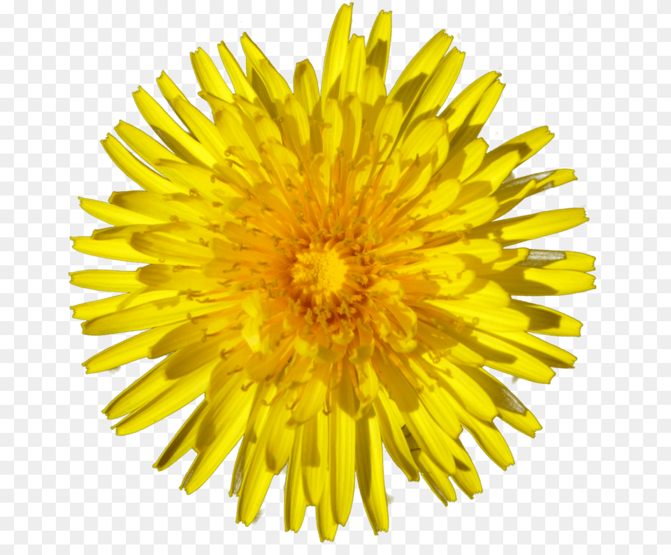 Dandelion Single Sunflower, Flower, Plant Free Png