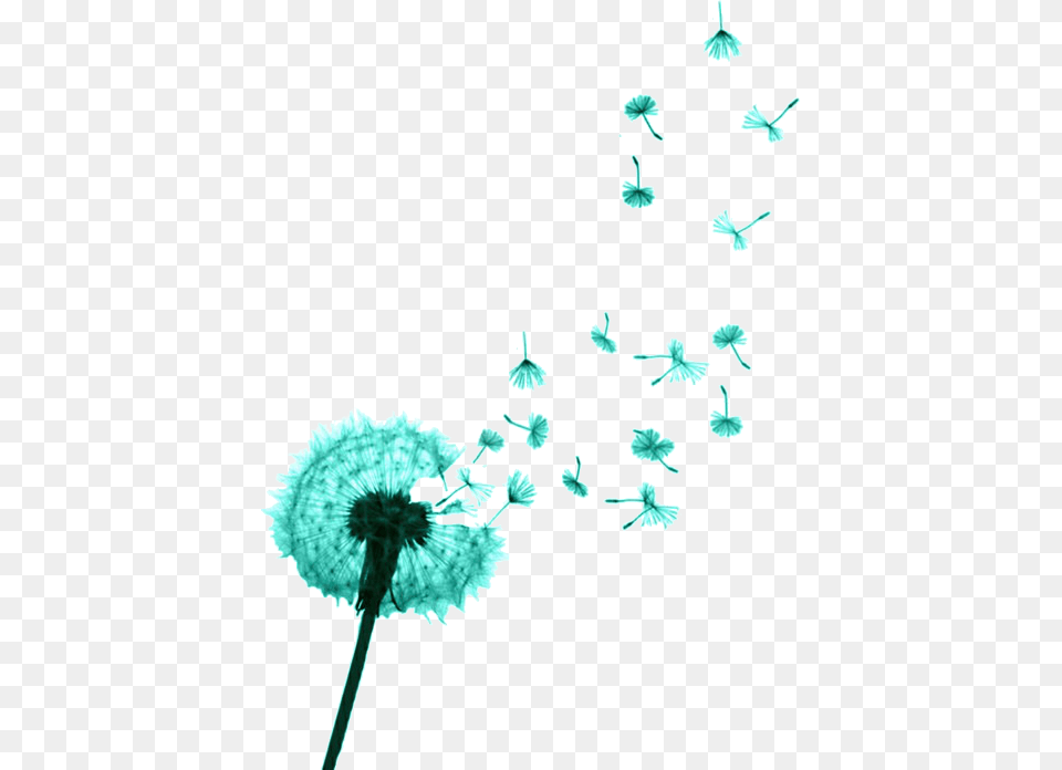 Dandelion Tattoo Designs, Flower, Plant, Animal, Bird Png