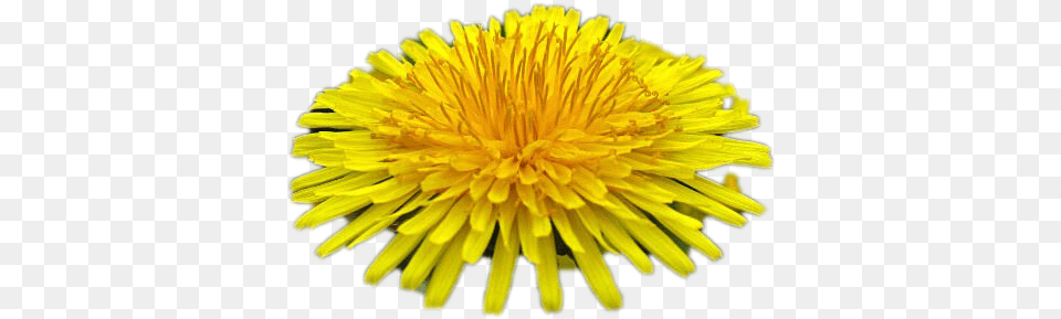 Dandelion Transparent Image Play Flower Images With White Background, Plant, Petal Png