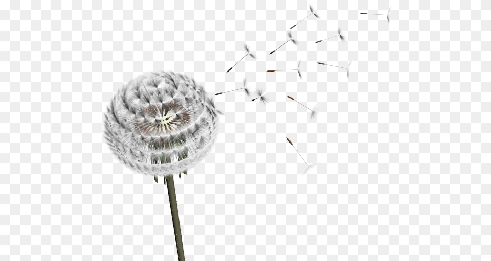 Dandelion Transparent Portable Network Graphics, Flower, Plant Png Image