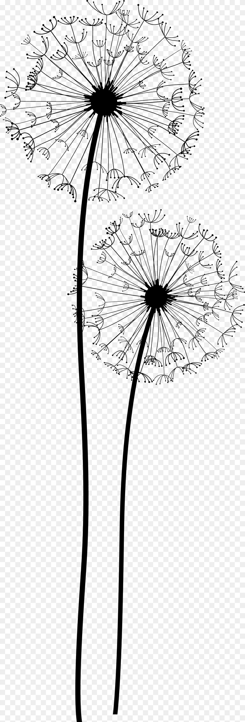 Dandelion Transparent Transparent Background Dandelion Clipart, Flower, Plant Free Png Download