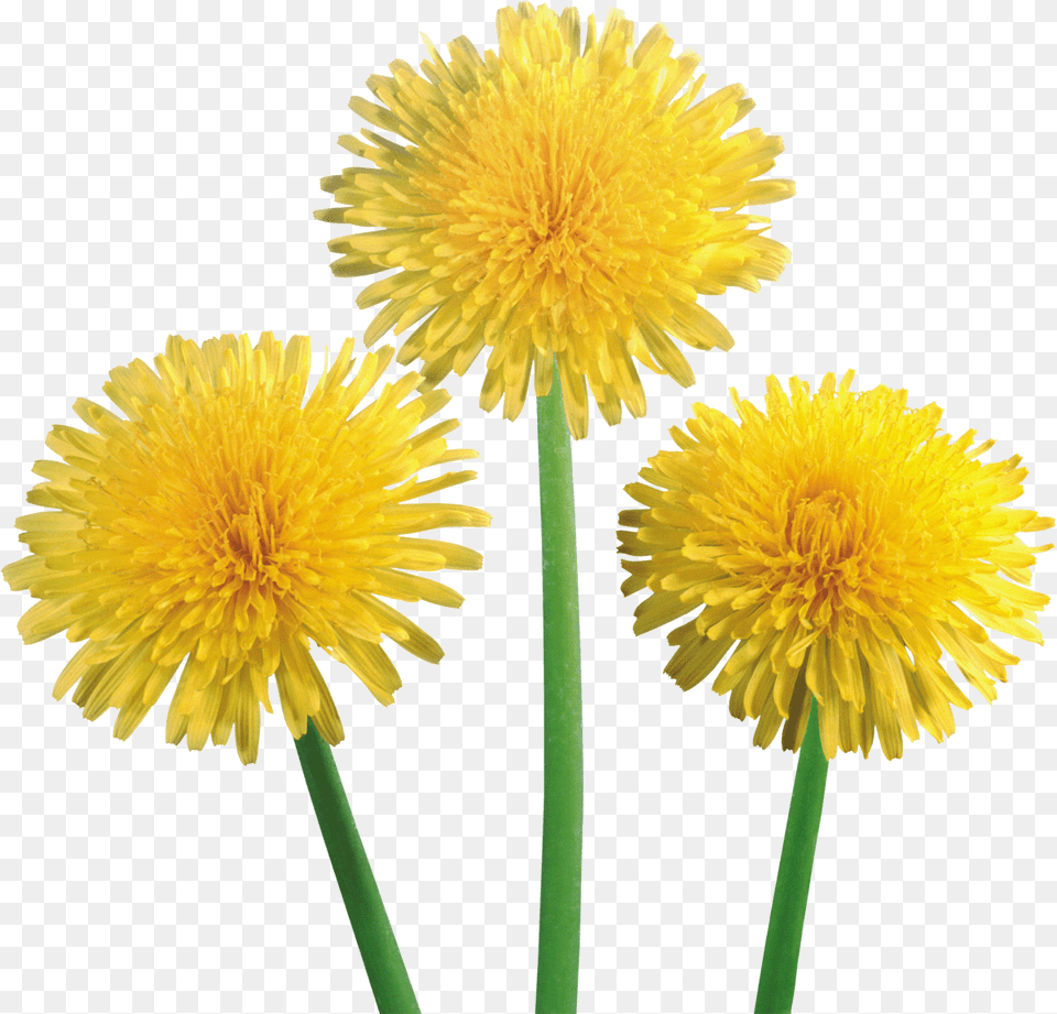 Dandelion Trio, Flower, Plant Png Image
