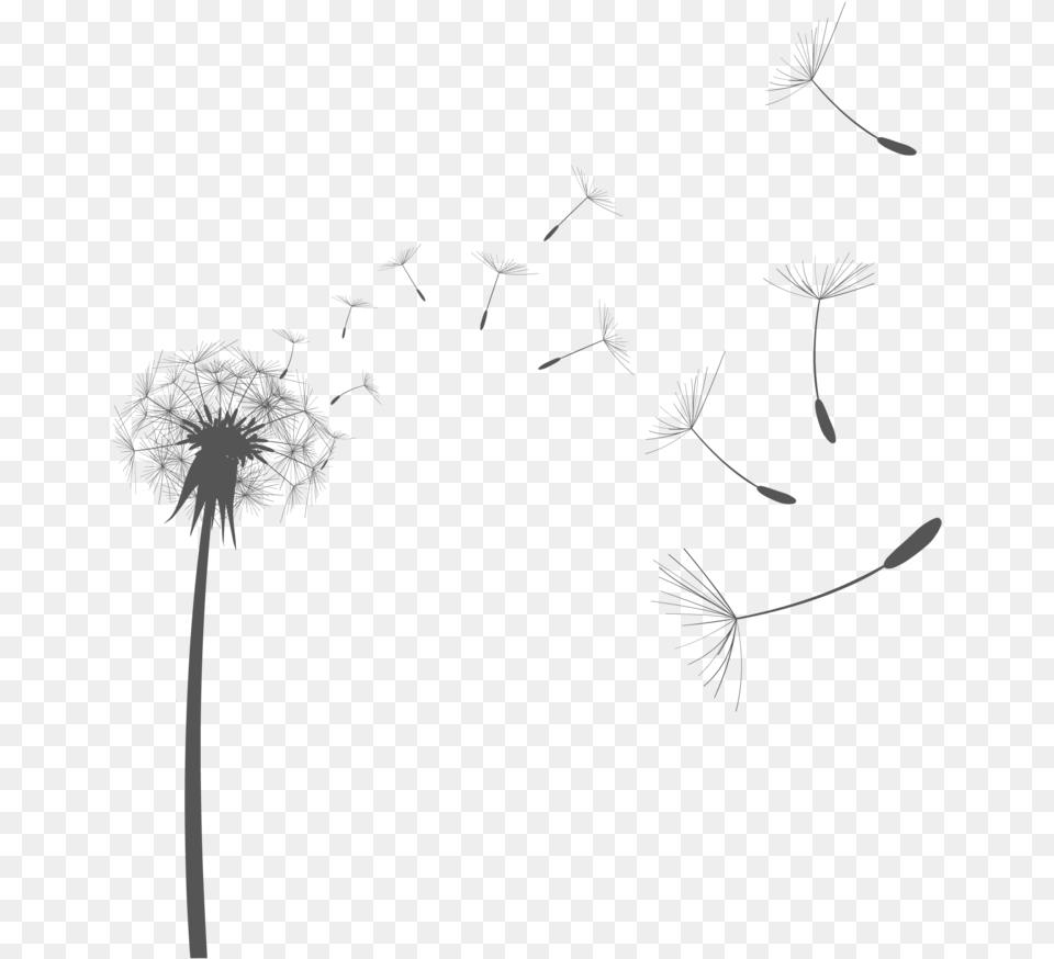 Dandelion Vector, Flower, Plant Free Png