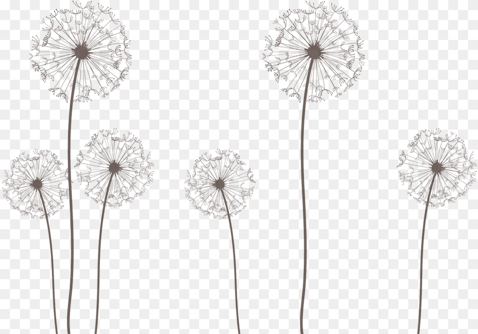 Dandelion Vector Chinese New Year, Flower, Plant Png