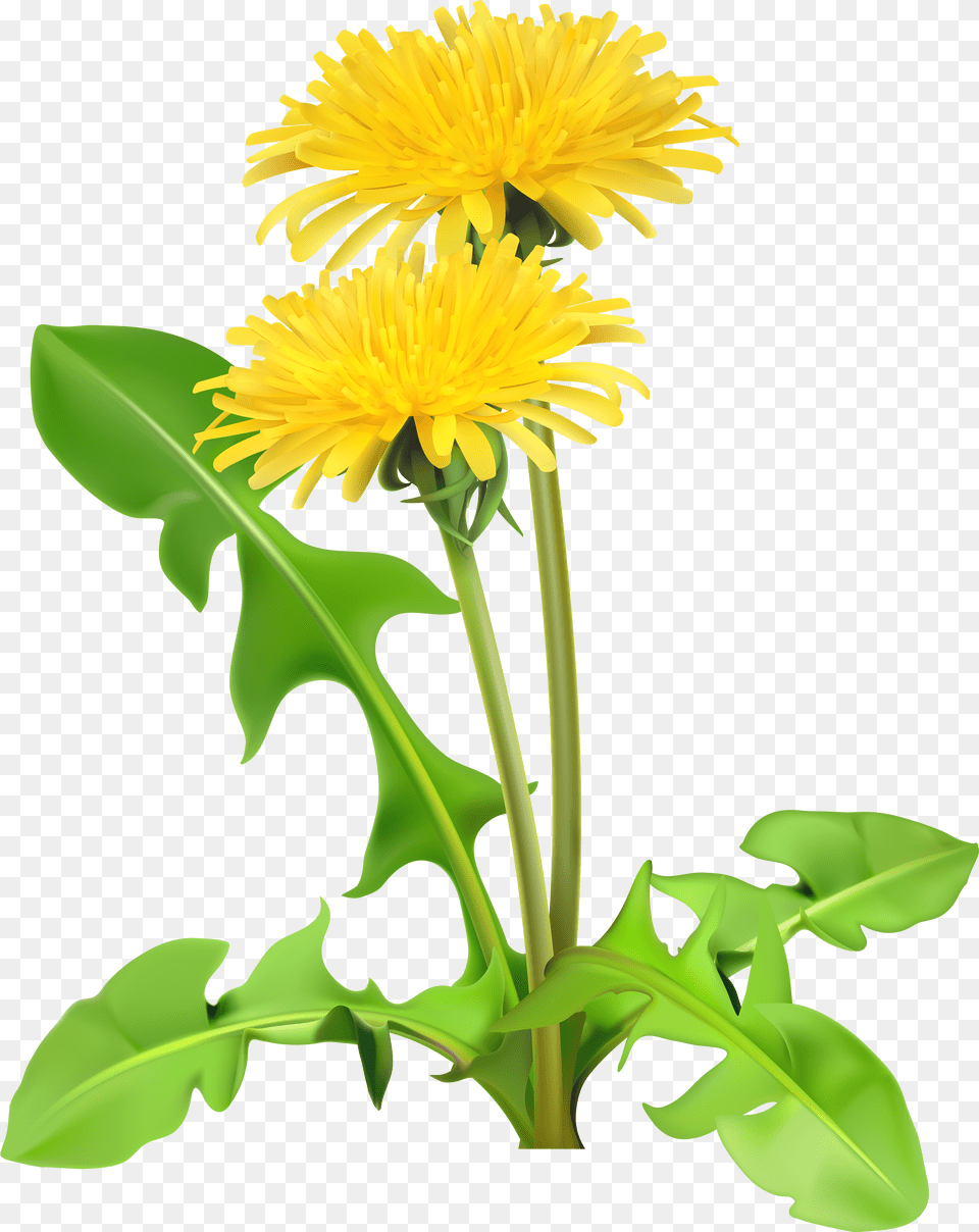 Dandelion Yellow Transparent Dandelions Png
