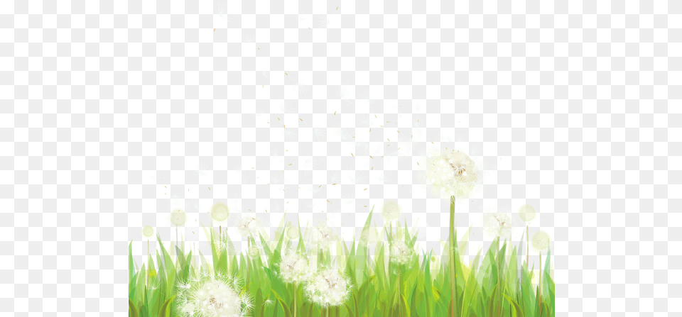Dandelions, Flower, Plant, Dandelion Free Transparent Png