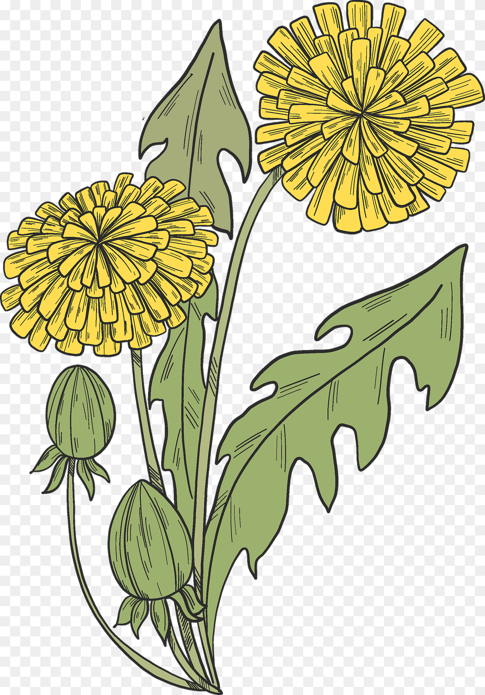 Dandelions Clipart, Flower, Plant, Dandelion Free Png