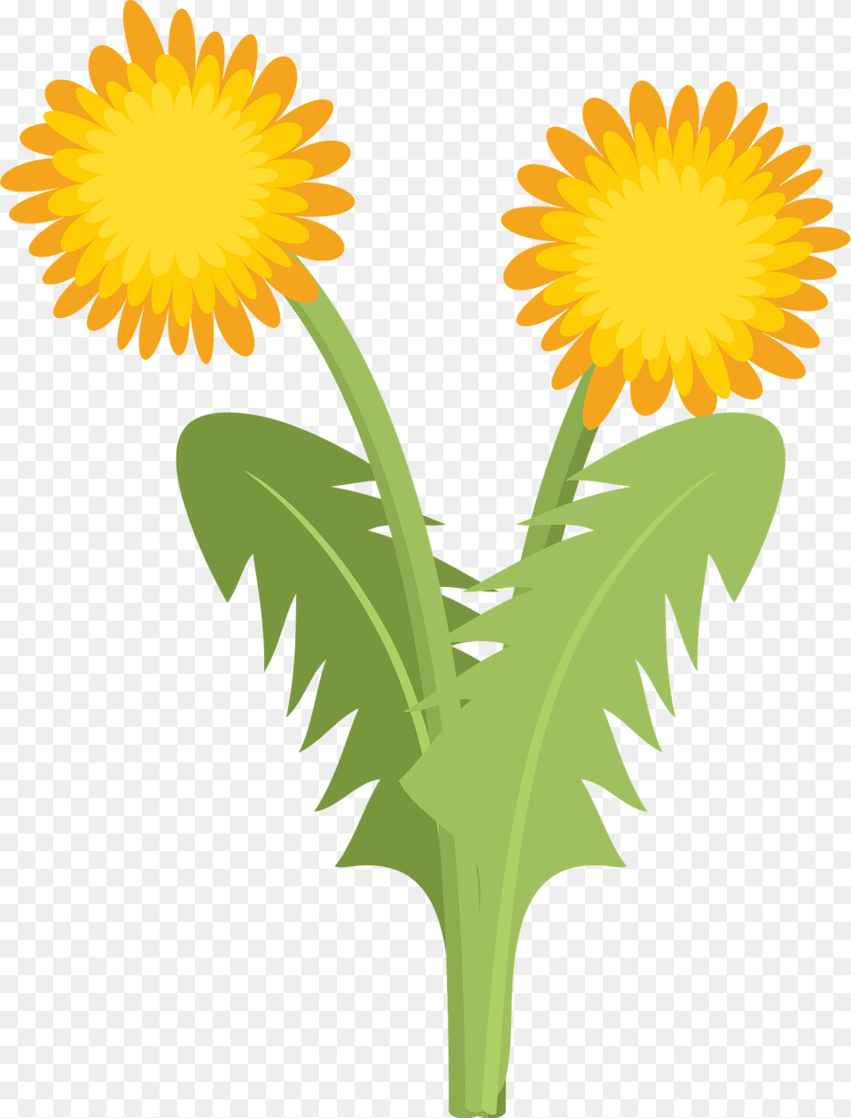 Dandelions Clipart, Flower, Plant, Daisy, Dandelion Free Png