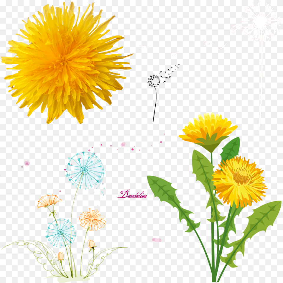 Dandelions Dandelion Art Yellow, Flower, Plant Png Image