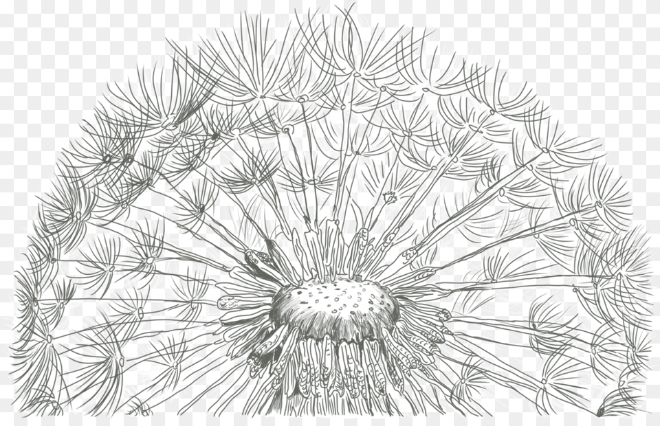 Dandelions Drawing Download On Unixtitan Dandelion Line Drawing, Plant, Flower, Art, Outdoors Free Transparent Png