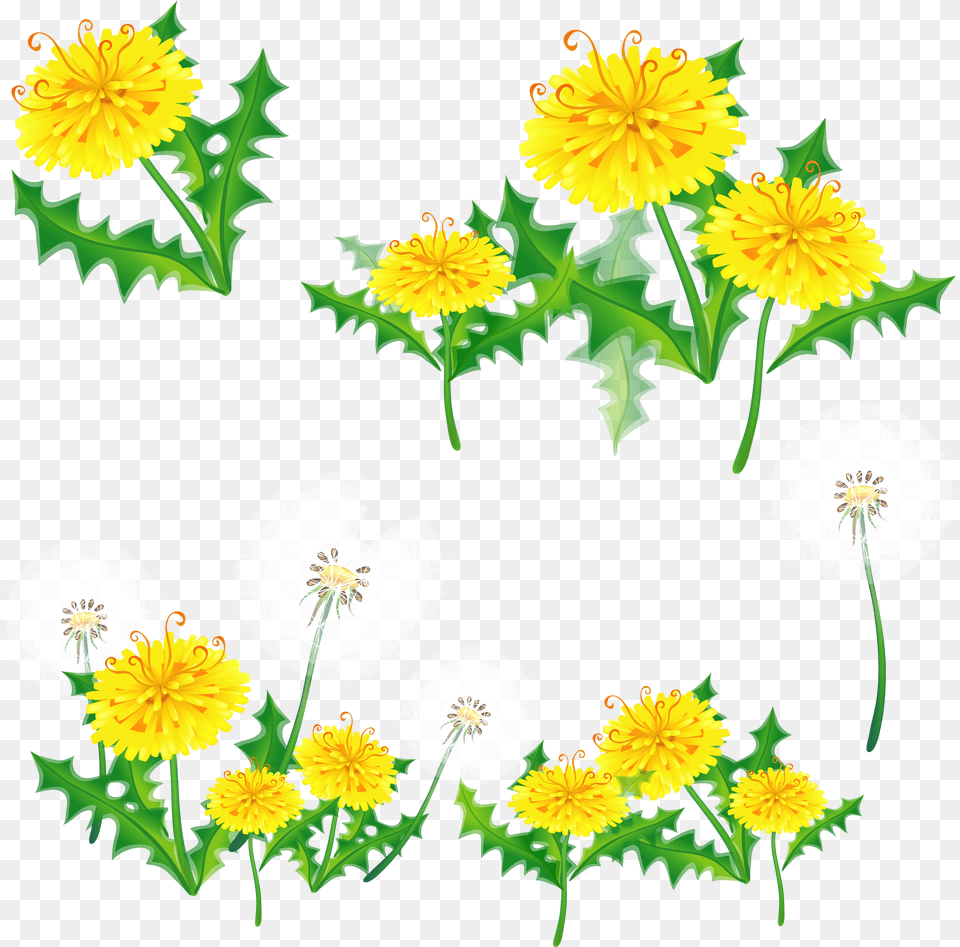 Dandelions Floral Border Yellow, Flower, Plant, Dandelion Png Image