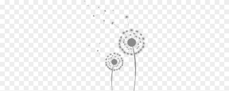 Dandelions Illustration, Flower, Plant, Dandelion Png Image