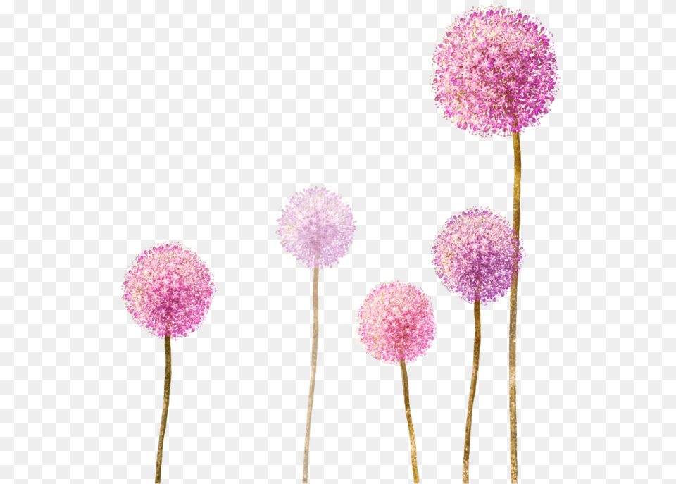 Dandelionwildflowers Spring Pink Flowers Dandelion Drawing With Color, Flower, Plant, Dahlia, Purple Png Image