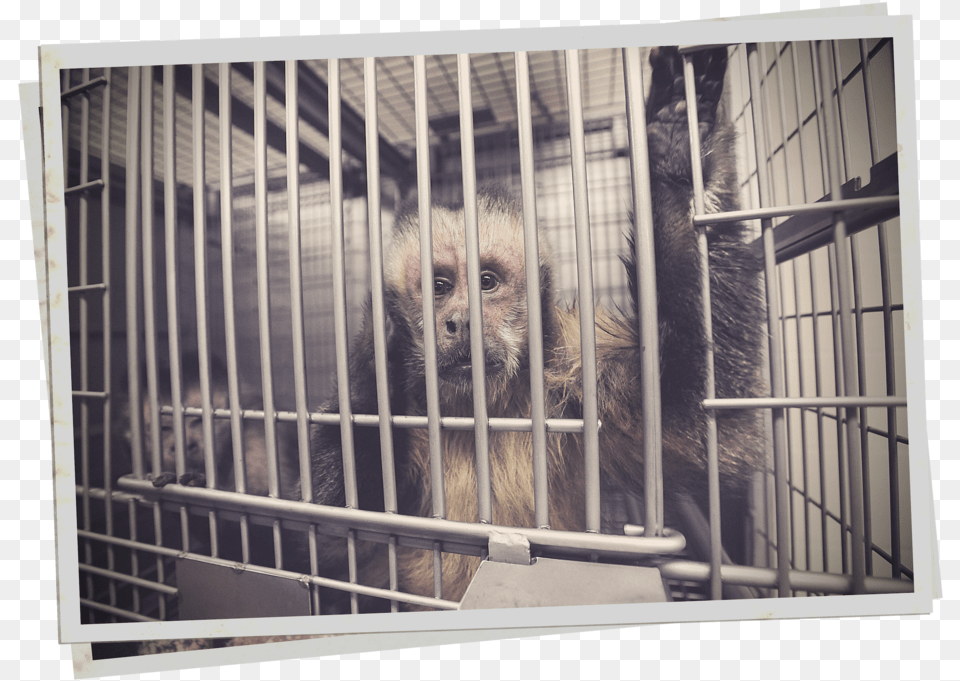 Dangerous Bill In California Would Make It Impossible To Animal Shelter, Mammal, Monkey, Wildlife, Den Free Png Download