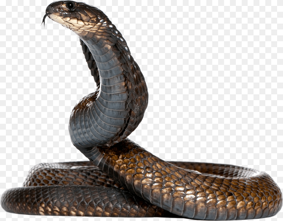 Dangerous Black Snake Image, Animal, Reptile, Cobra Free Transparent Png