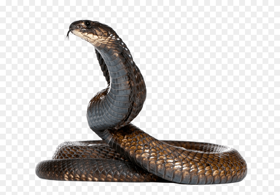 Dangerous Black Snake Image Snake, Animal, Reptile, Cobra Free Png