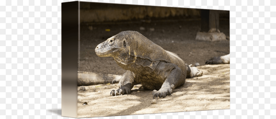 Dangerous Komodo Dragon Walking Around By Eduard Todikromo Komodo Dragon, Animal, Lizard, Reptile Png