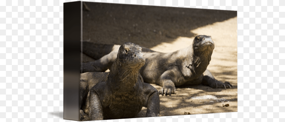 Dangerous Komodo Dragons Walking Around Iguana, Animal, Lizard, Reptile, Dragon Png